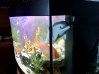 Дельфин и аквариум