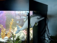 Дельфин в аквариум купить