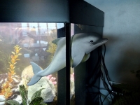 Дельфин для аквариума