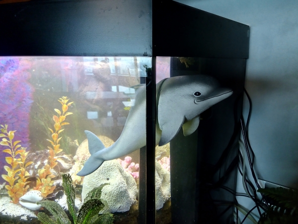 Дельфин в аквариум купить